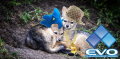 Foxes Evo